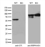 Anti-GPI antibody [7G10] used in Western Blot (WB). GTX84417