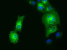 Anti-GRASP65 antibody [4F8] used in Immunocytochemistry/ Immunofluorescence (ICC/IF). GTX84422
