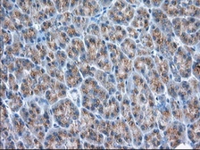 Anti-GRASP65 antibody [5G8] used in IHC (Paraffin sections) (IHC-P). GTX84424