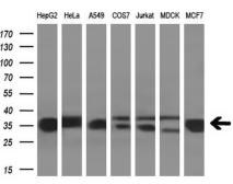 Anti-GNMT antibody [8A3] used in Western Blot (WB). GTX84425
