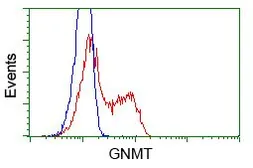 Anti-GNMT antibody [8A3] used in Flow cytometry (FACS). GTX84425