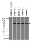 Anti-GBE1 antibody [4D9] used in Immunoprecipitation (IP). GTX84453
