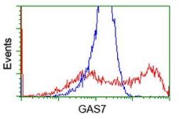 Anti-GAS7 antibody [4E6] used in Flow cytometry (FACS). GTX84465