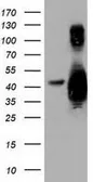 Anti-GAS7 antibody [6G5] used in Western Blot (WB). GTX84466