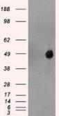 Anti-FOXA1 antibody [3C1] used in Western Blot (WB). GTX84486