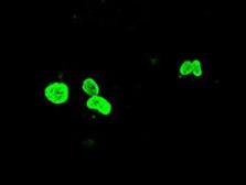 Anti-FOXA1 antibody [3A8] used in Immunocytochemistry/ Immunofluorescence (ICC/IF). GTX84487
