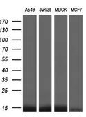 Anti-FKBP12 antibody [3B3] used in Western Blot (WB). GTX84492