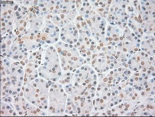 Anti-FGF2 antibody [3D9] used in IHC (Paraffin sections) (IHC-P). GTX84502
