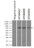 Anti-Mig-2 antibody [9E4] used in Immunoprecipitation (IP). GTX84507