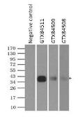 Anti-CD32a antibody [20D1] used in Immunoprecipitation (IP). GTX84508