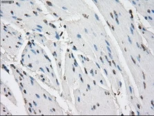 Anti-CD32a antibody [16D6] used in IHC (Paraffin sections) (IHC-P). GTX84509