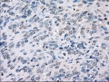 Anti-CD32a antibody [13G9] used in IHC (Paraffin sections) (IHC-P). GTX84513