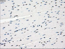 Anti-CD32a antibody [13G9] used in IHC (Paraffin sections) (IHC-P). GTX84513