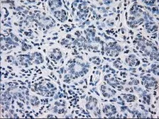 Anti-CD32a antibody [16E7] used in IHC (Paraffin sections) (IHC-P). GTX84518