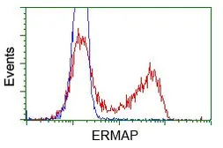 Anti-ERMAP antibody [C8] used in Flow cytometry (FCM). GTX84543