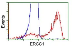 Anti-ERCC1 antibody [2A9] used in Flow cytometry (FACS). GTX84555
