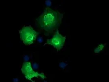 Anti-EPM2AIP1 antibody [5G8] used in Immunocytochemistry/ Immunofluorescence (ICC/IF). GTX84566