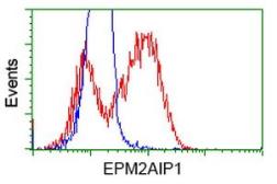 Anti-EPM2AIP1 antibody [5G8] used in Flow cytometry (FACS). GTX84566