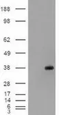 Anti-EpCAM antibody [4G10] used in Western Blot (WB). GTX84574