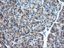 Anti-eIF2 alpha antibody [3H4] used in IHC (Paraffin sections) (IHC-P). GTX84579
