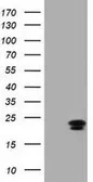 Anti-Ephrin A2 antibody [2D6] used in Western Blot (WB). GTX84591