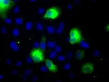 Anti-CYP2E1 antibody [9E6] used in Immunocytochemistry/ Immunofluorescence (ICC/IF). GTX84635