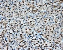 Anti-CYP1A2 antibody [15E2] used in IHC (Paraffin sections) (IHC-P). GTX84638