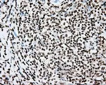 Anti-CYP1A2 antibody [6E2] used in IHC (Paraffin sections) (IHC-P). GTX84639