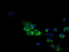 Anti-CYP1A2 antibody [7D12] used in Immunocytochemistry/ Immunofluorescence (ICC/IF). GTX84643