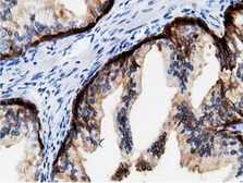 Anti-CRYM antibody [1G7] used in IHC (Paraffin sections) (IHC-P). GTX84654