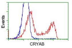 Anti-alpha B Crystallin antibody [6D11] used in Flow cytometry (FACS). GTX84657