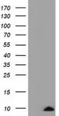 Anti-COX6A1 antibody [4G2] used in Western Blot (WB). GTX84671