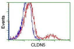 Anti-Claudin 5 antibody [1G4] used in Flow cytometry (FACS). GTX84681