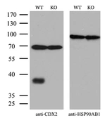 Anti-CDX2 antibody [1A3] used in Western Blot (WB). GTX84694