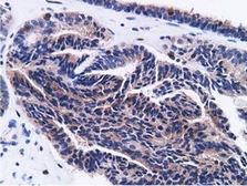 Anti-CD80 antibody [2B11] used in IHC (Paraffin sections) (IHC-P). GTX84701