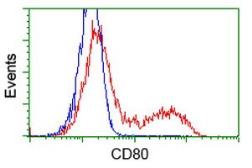 Anti-CD80 antibody [7H3] used in Flow cytometry (FACS). GTX84702