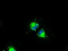 Anti-CD4 antibody [9G7] used in Immunocytochemistry/ Immunofluorescence (ICC/IF). GTX84713