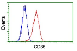 Anti-CD36 antibody [4H7] used in Flow cytometry (FCM). GTX84722
