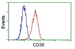 Anti-CD36 antibody [4H7] used in Flow cytometry (FACS). GTX84722