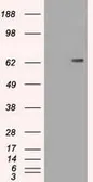 Anti-CD19 antibody [5F3] used in Western Blot (WB). GTX84726