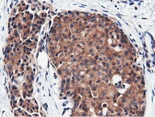 Anti-CBWD1 antibody [3F9] used in IHC (Paraffin sections) (IHC-P). GTX84732