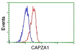 Anti-CAPZA1 antibody [2G4] used in Flow cytometry (FACS). GTX84737