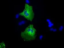 Anti-CaMKI delta antibody [2C6] used in Immunocytochemistry/ Immunofluorescence (ICC/IF). GTX84738
