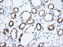 Anti-C15orf40 antibody [1D9] used in IHC (Paraffin sections) (IHC-P). GTX84760