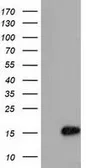 Anti-C15orf40 antibody [2B7] used in Western Blot (WB). GTX84761