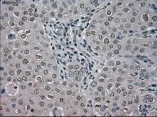 Anti-BUB1B antibody [11D7] used in IHC (Paraffin sections) (IHC-P). GTX84767