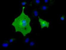 Anti-BTN1A1 antibody [5E6] used in Immunocytochemistry/ Immunofluorescence (ICC/IF). GTX84775