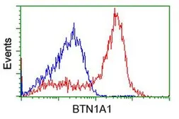 Anti-BTN1A1 antibody [7B5] used in Flow cytometry (FCM). GTX84781