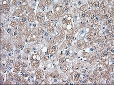 Anti-CD147 antibody [5D8] used in IHC (Paraffin sections) (IHC-P). GTX84795