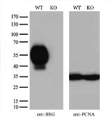 Anti-CD147 antibody [4E4] used in Western Blot (WB). GTX84798